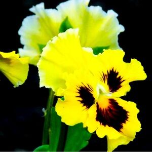 Meet your Posher, The Pansy Emporium